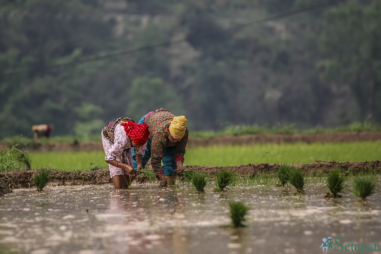 फाइल तस्बिर।
